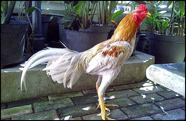 Sabung Ayam Online - Kelebihan Dan Teknik Bertarung Ayam Bangkok Brakot