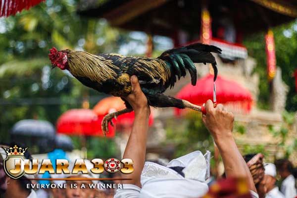 Tabuh Rah Tajen bukanlah Sekedar Judi Sabung Ayam di Bali