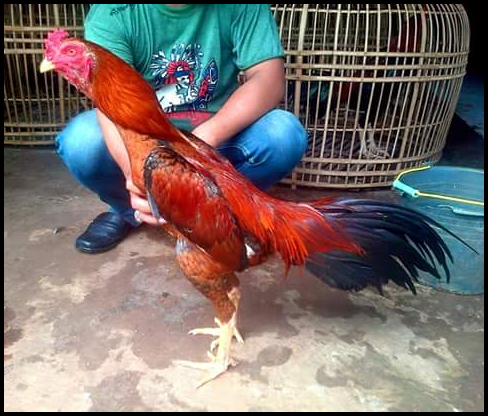Ayam Birma Tangguh