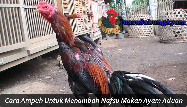 Menambah Nafsu Makan Ayam
