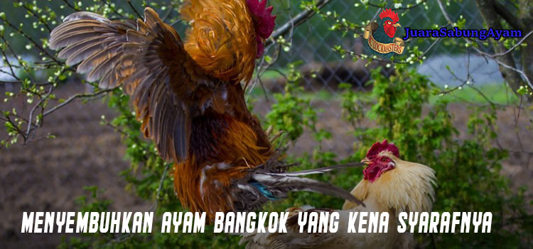 Menyembuhkan Ayam Bangkok Yang Terkena Syarafnya