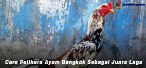 Cara Pelihara Ayam Bangkok Sebagai Juara Laga