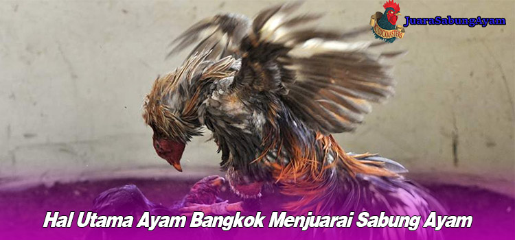 Hal Utama Ayam Bangkok Menjuarai Sabung Ayam